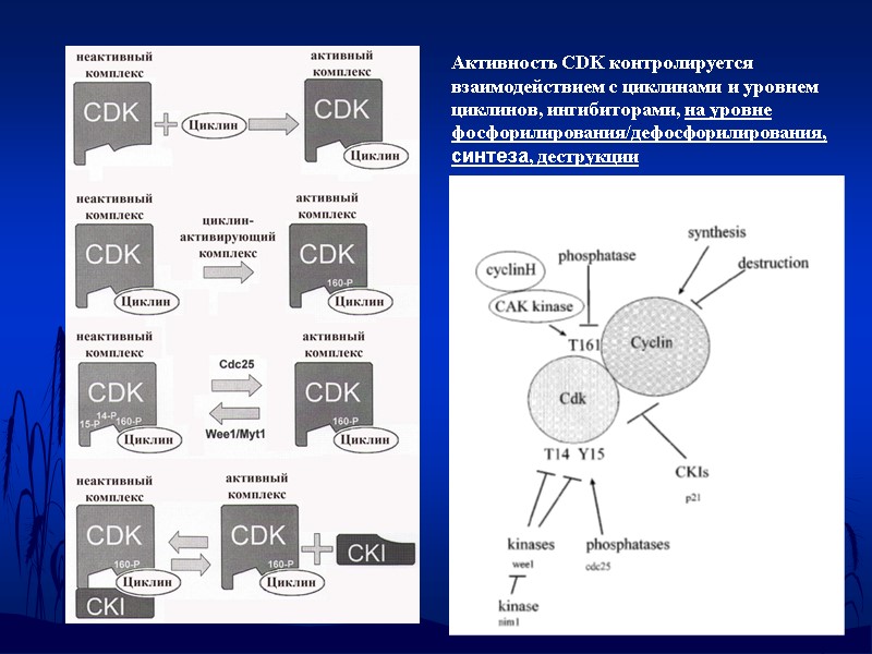 Активность СDK контролируется взаимодействием с циклинами и уровнем циклинов, ингибиторами, на уровне фосфорилирования/дефосфорилирования, синтеза,